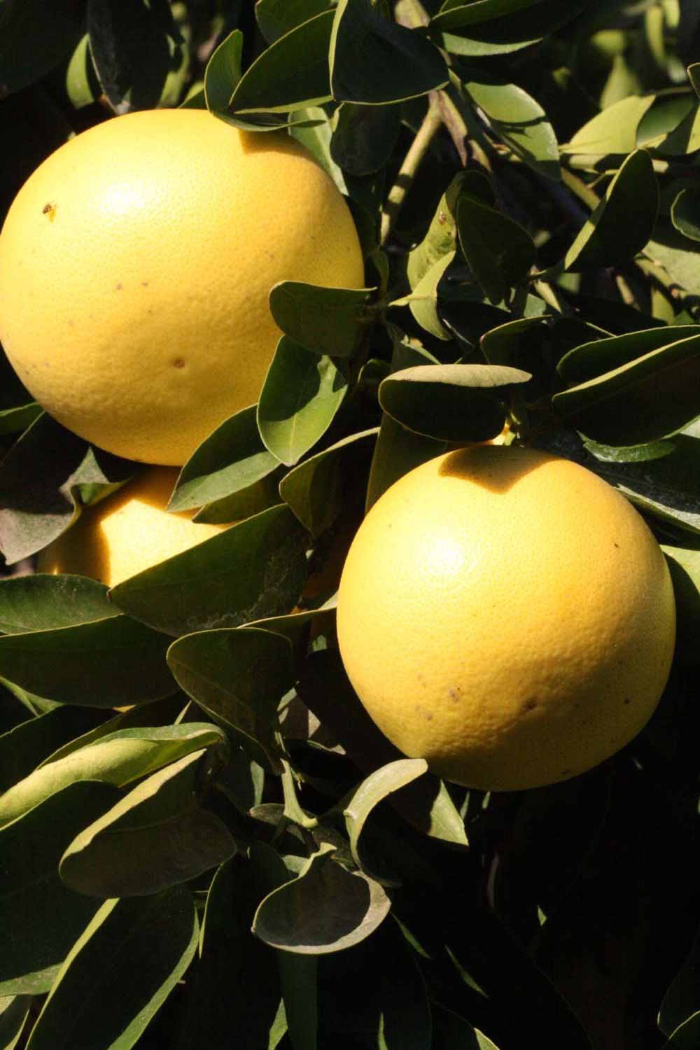            Fruit (Riverside, CA)   